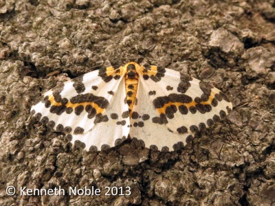 magpie moth (Abraxas grossulariata) Kenneth Noble
